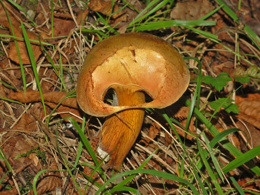 Boletus quale?